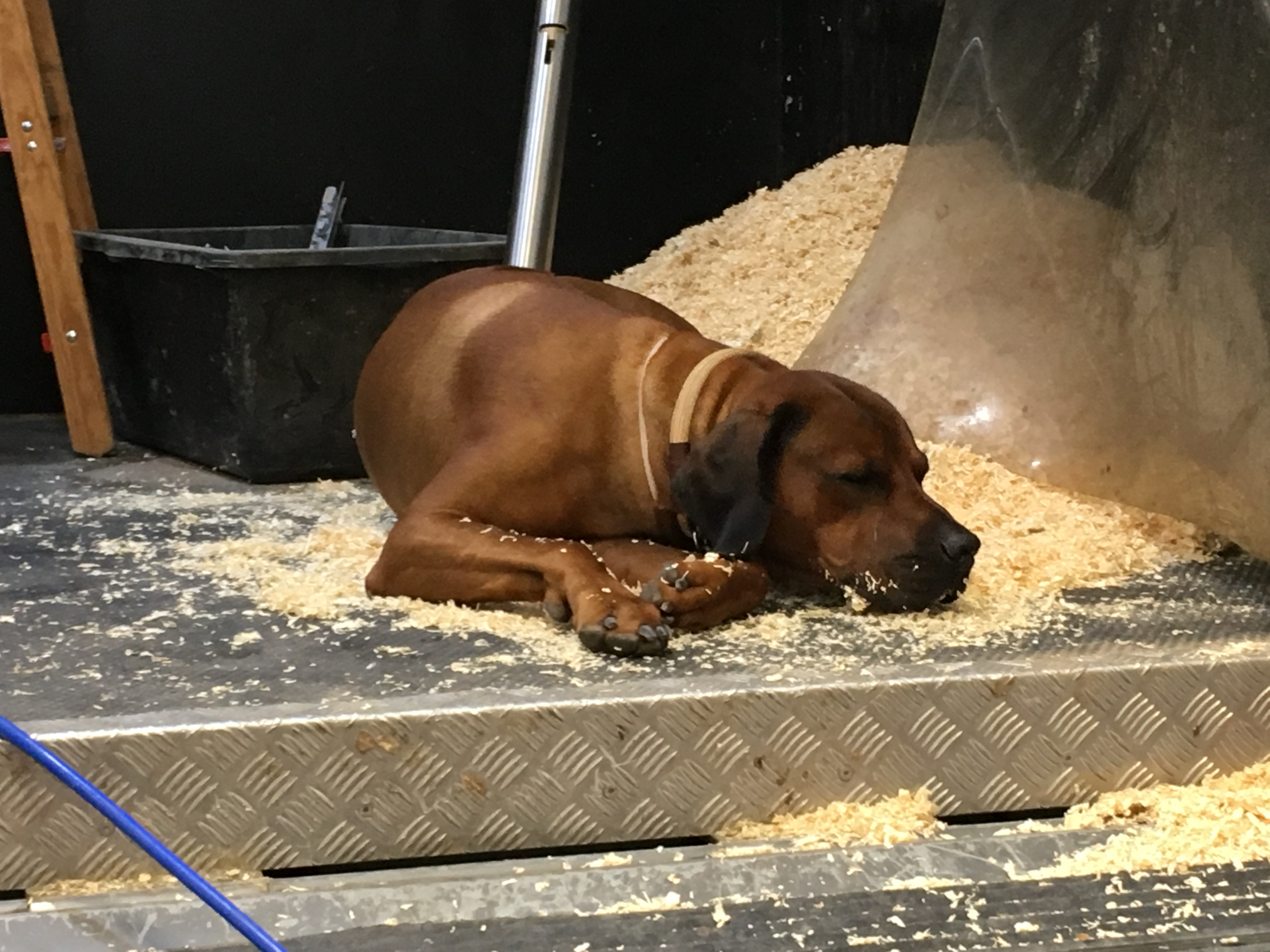 Ein Nickerchen ist schon wichtig...